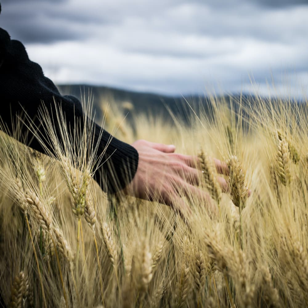 Landwirtschaftliche Rotorwings Services von German Rotorwings